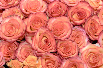 Background of bouquets of flowers. Roses. Design. Close up.