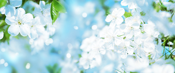 Fototapeta Beautiful cherry tree with tender flowers. Amazing spring blossom obraz