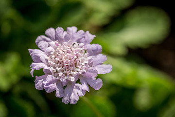 A closeup photo of a pincushion flower (lomelosia caucasica) with a blurred green background