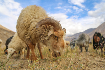 Portrait of a Mountain Goat in the Pamir Mountains
