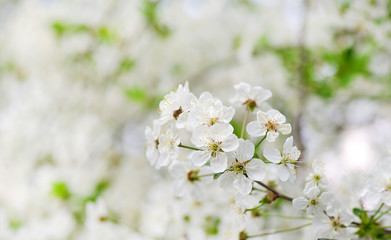 Close up of the spring cherry blossoms