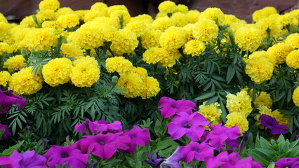 Beautiful flowers in the park