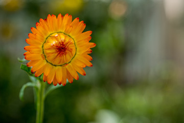 Obraz premium A bright orange marigold flower with a blurred background and room for text