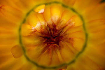 A very closeup photo of an orange marigold flower