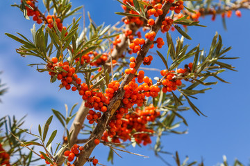 a sprig of sea-buckthorn with ripe orange berries on a background of blue sky