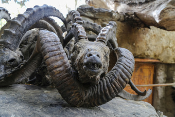Horns and skulls of sheeps marco polo and capricorns in a mazar in the Pamir mountains