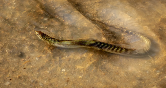 Chalcides bedriagai