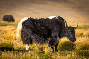 wild yak on pasture in the Pamir Mountains