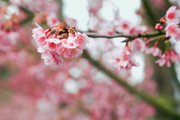 Vintage sakura or cherry blossom