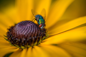 A closeup of a common green bottle fly (Lucilia sericata) on a  bright yellow coneflower (rudbeckia hirta) with room for text