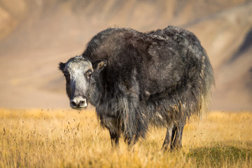 wild yak on pasture in the Pamir Mountains