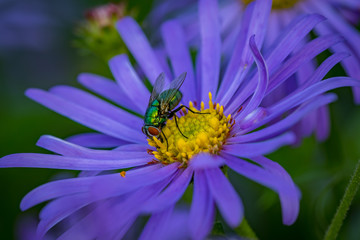 A closeup of a common green bottle fly (Lucilia sericata) on a  bright purple and yellow flower