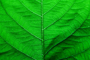 Texture and detail of green leaf.