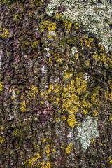 Tree bark texture 1