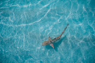 A birds eye view of a reef shark swimming in the turquoise sea
