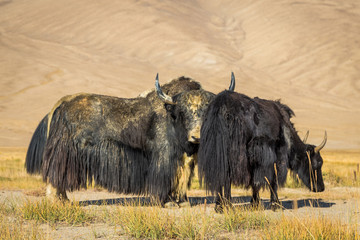 wild yak on pasture in the Pamir Mountains