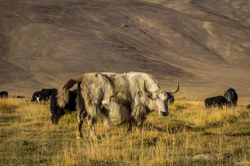 wild yak on pasture in the Pamir Mountains