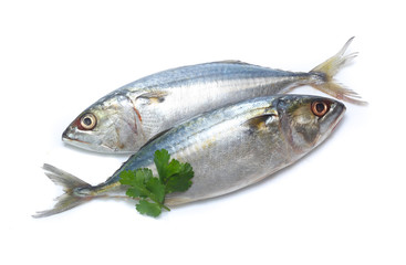 Fresh mackerel isolated on white background