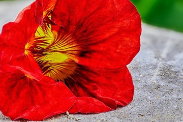 Close-up of a garden flower nasturtium and raindrops