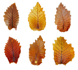 dry leaf or dead leaf isolated on white background