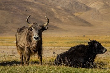 wild yak on pasture in the Pamir Mountains