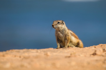 Ground squirrel close up on a deserted beach near the ocean