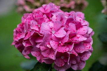 A closeup photo of a bright pink hydrangea (hydrangea macrophylla)
