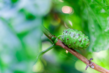 Noni fruit herbal medicines, fresh noni with blurred green leaf background. - Other names great morinda , beach mulberry or Morinda Citrifolia.
