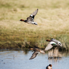 Eurasian Wigeon in fly. Him Latin name is Mareca penelope.