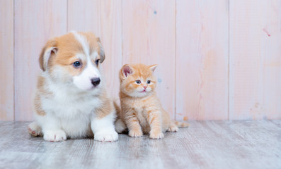 Fototapeta na wymiar Red-haired Corgi puppy and red-haired tabby kitten of British breed are sitting nearby on the floor at home.