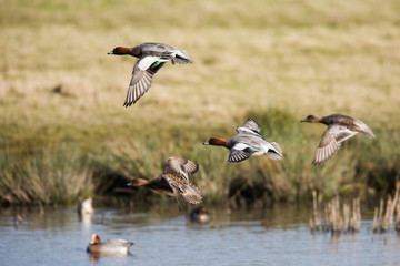 Eurasian Wigeon in fly. Him Latin name is Mareca penelope.
