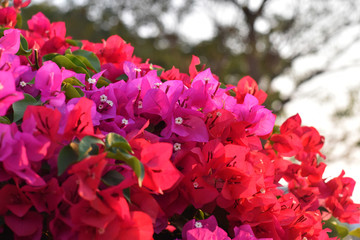 pink flowers in the garden