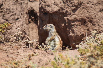 Fluffy ground squirrel close up in a burrow on a deserted ocean shore