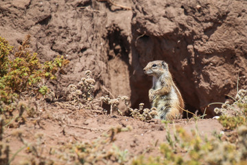 Fluffy ground squirrel close up in a burrow on a deserted ocean shore