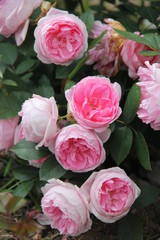 cv bremer stadtmusikanten , rose background, rose hybrid