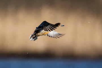 Eurasian Wigeon in fly. Him Latin name is Mareca penelope.