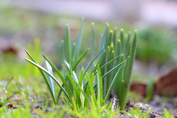 Spring daffodils in the garden. Spring came. Green young plants.
