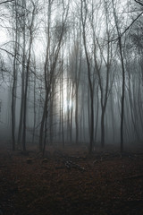 Fototapeta na wymiar gespenstischer Wald in Nebel liegend an einem trüben Wintertag mit kargen Bäumen