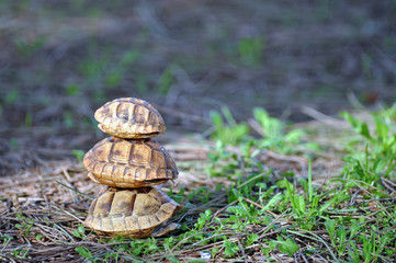 Empty baby turtle shell on natural background