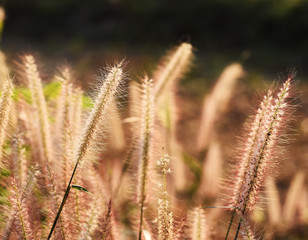 Obraz premium grass in the wind