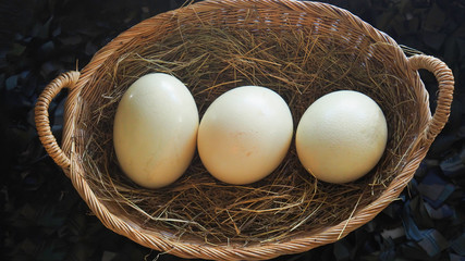 eggs in nest