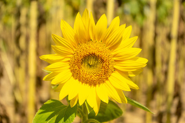 Schöne makellose Sonnenblume mit grünen Blättern in einem Sonnenblumenfeld, Nahaufnahme isoliert gegen natürlichen Hintergrund