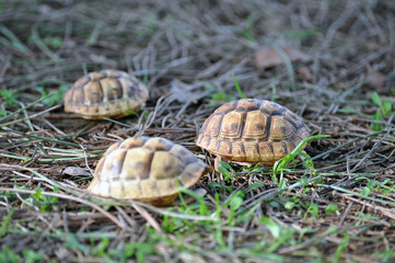 Empty baby turtle shell on natural background
