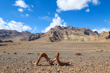 Horns and skulls of sheeps marco polo in the Pamir plateau