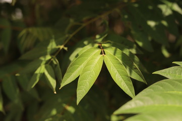 green leaves of a tree