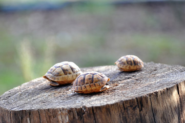 Empty baby turtle shell on natural background
