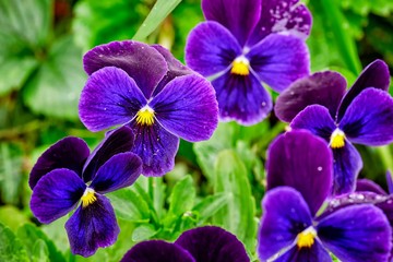 Close-up of a garden flower heartsease, violet and raindrops