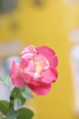 pink rose on a black background