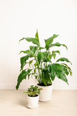 Potted flowers in white interior. Plants in white pots against the white background. Spathiphyllum and viola in a light interior.