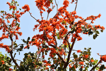 branch of a tree in autumn